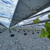 Syst&egrave;me agricole de ferme solaire Syst&egrave;me de montage au sol solaire photovolta&iuml;que